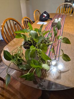 Indoor plants