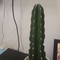 Spineless Cactus