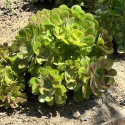 Succulents For Sale!! Aeonium Arboreum 