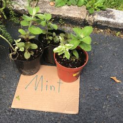 Mint Plants 