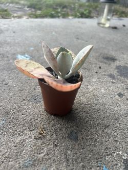 Donkey Ear Succulent Cutting