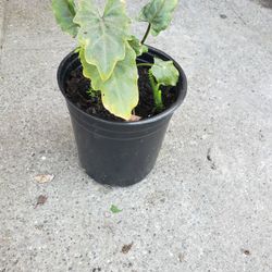 Philodendron Plant For Sale