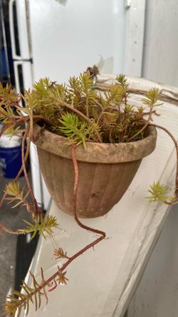 Wall mount or hanging plant pot full of sedum