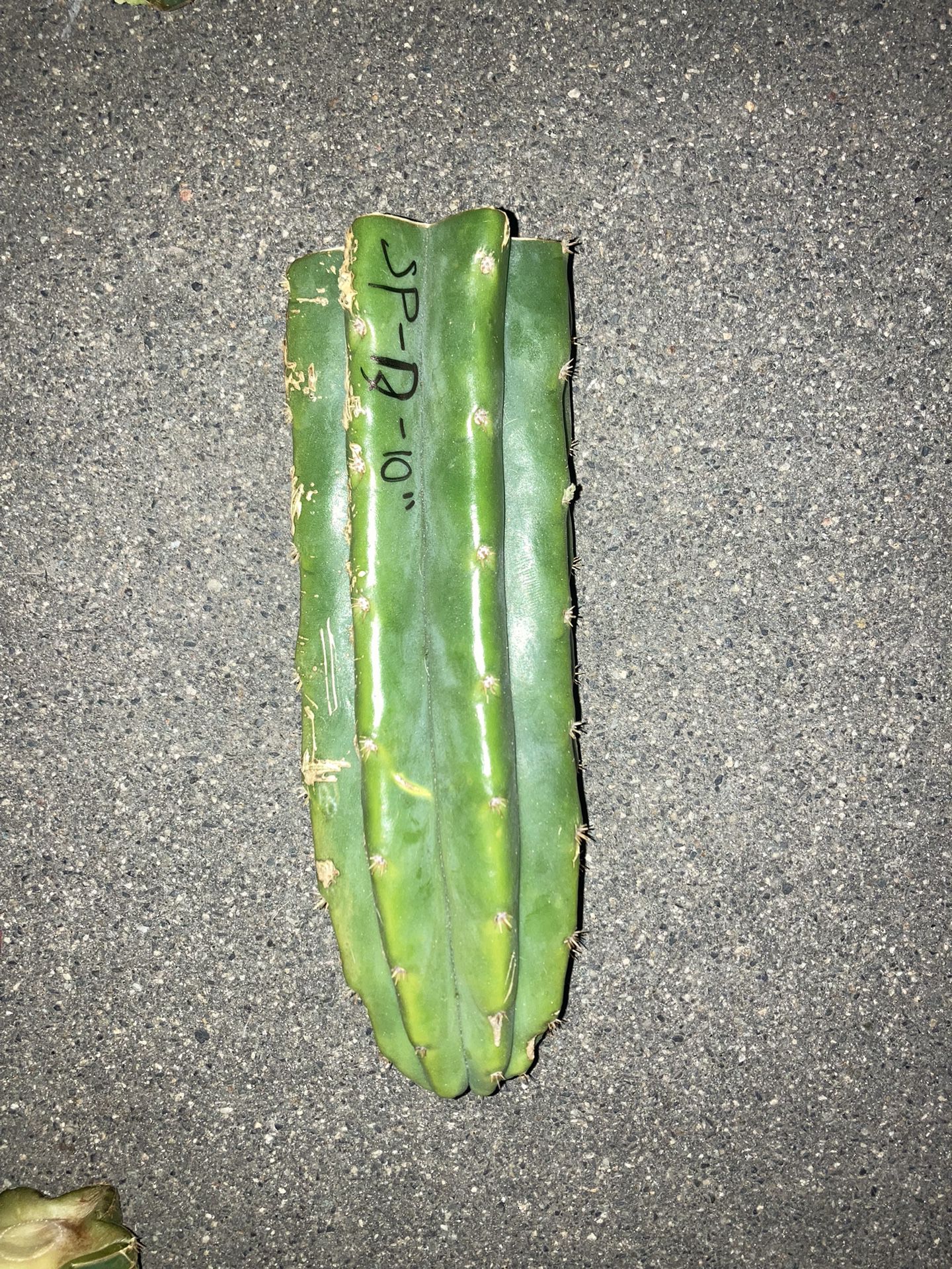 San Pedro Cactus 