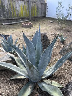 Blue agave