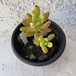 4 Inch Pot Succulent Plant - Sedum Adolpho Nussbaumerianum - Orange Delight - Coppertone Stonecrop - Rooted & Established - Drought Resistant -🪴