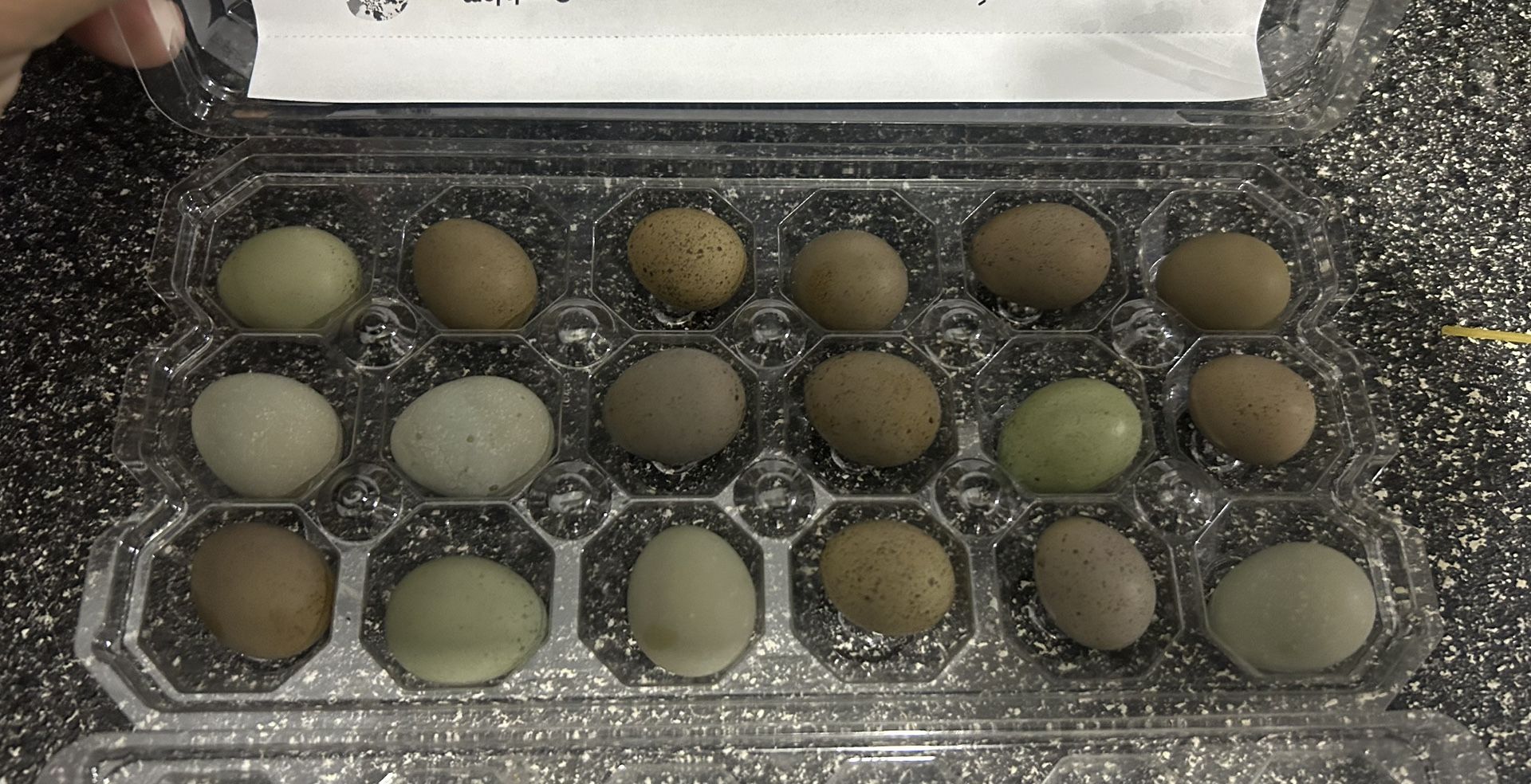 Button Quail Eggs