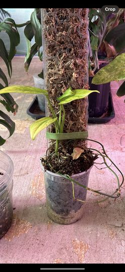 philodendron paraiso verde Exotic Plants