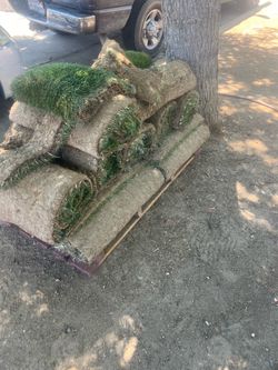 Fescue sod ( elite, plus