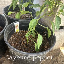 Cayenne Pepper plant ( 2 gallon Pot )
