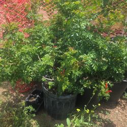 Tecoma Plants 