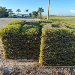 St.Augustine Sod