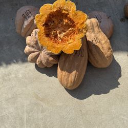 Calabazas De Casco Duro 