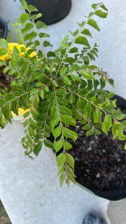 Well rooted curry leaf plant