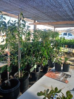 Trees and succulents