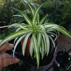 Spider plant house plant