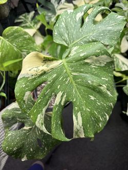 Monstera Thai Constellation