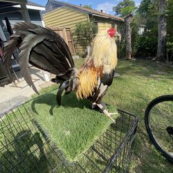 Gallo Giro Roundhead