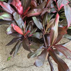 Red Sister Plant Cordyline 