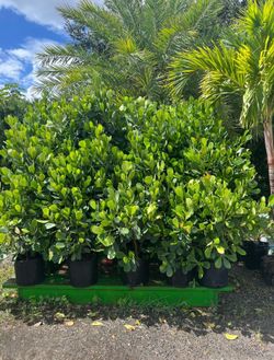 Clusia Plants (7 Gallon)
