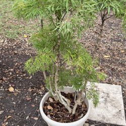 5’ Potted Ming Aralia," "Aralia Parsley Tree,"  "Polyscias fruticosa