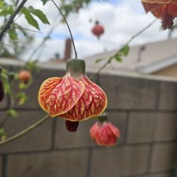 Chenise Lanterns Plants