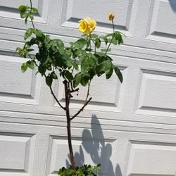 Yellow Rose's Plant.  Rosal Amarillo 