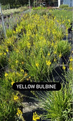 💛 Yellow Bulbine (Bulbine Amarilla) 🧡 También disponible en color naranja