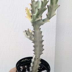 Euphorbia Lactea White Ghost Variegated Cactus Plant 4" Pot - Indoor House Plants 