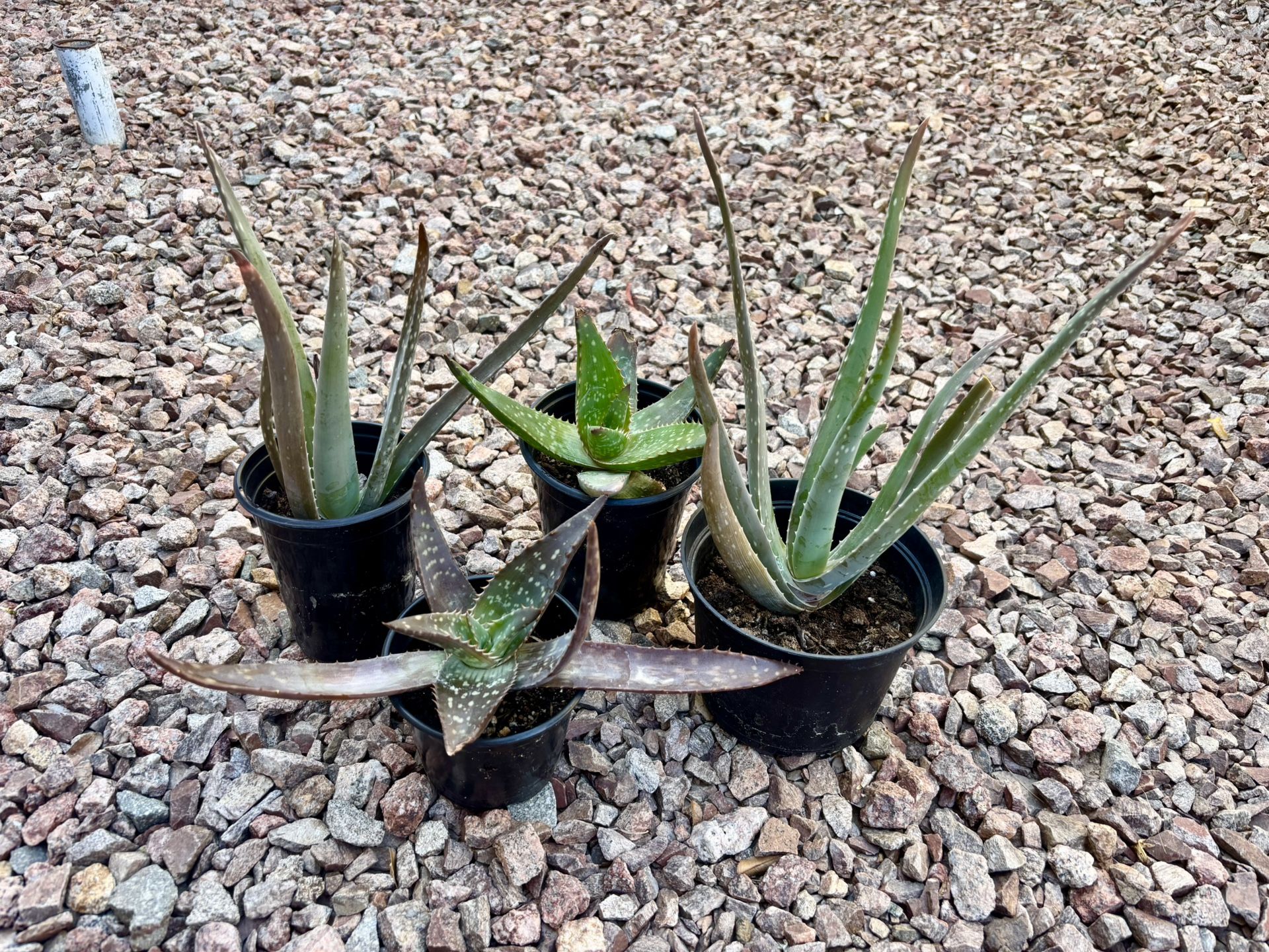 Succulents
