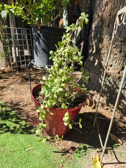 Elephant plant
