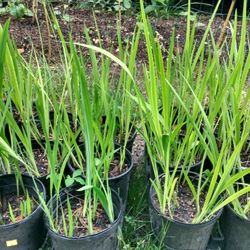 Red Crocosmia - Lucifer's Tounge Flowering Plant Organicaly Grown