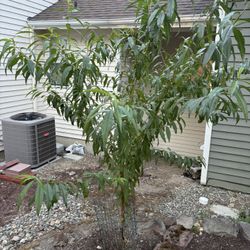 FREE Peach Tree 6ft