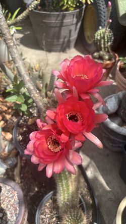 Cactus antorcha