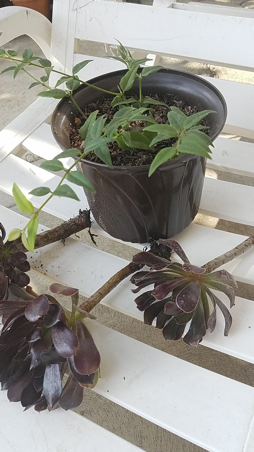 Hoya bella and 3 rooted Purple leaf succulents