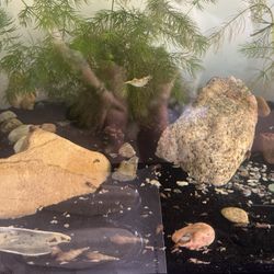 Decor Trumpet Snails 