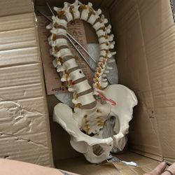 Spine