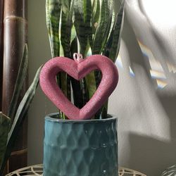 Sansevieria/Mother  In-law’s Tongue 