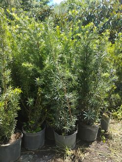 Podocarpus hedges 7gl 4-4.5ft