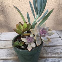 Succulent Arrangement In Ceramic Pot 