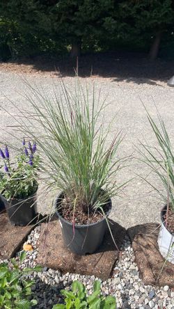 Perennial grass. Hardy.