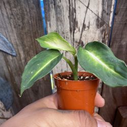 Dieffenbachia 'Camille' Dumb Cane Starters
