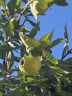 Guava Season Come By Good and Taste