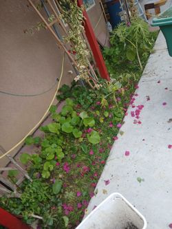 Lawn, Clean Up,trimming 