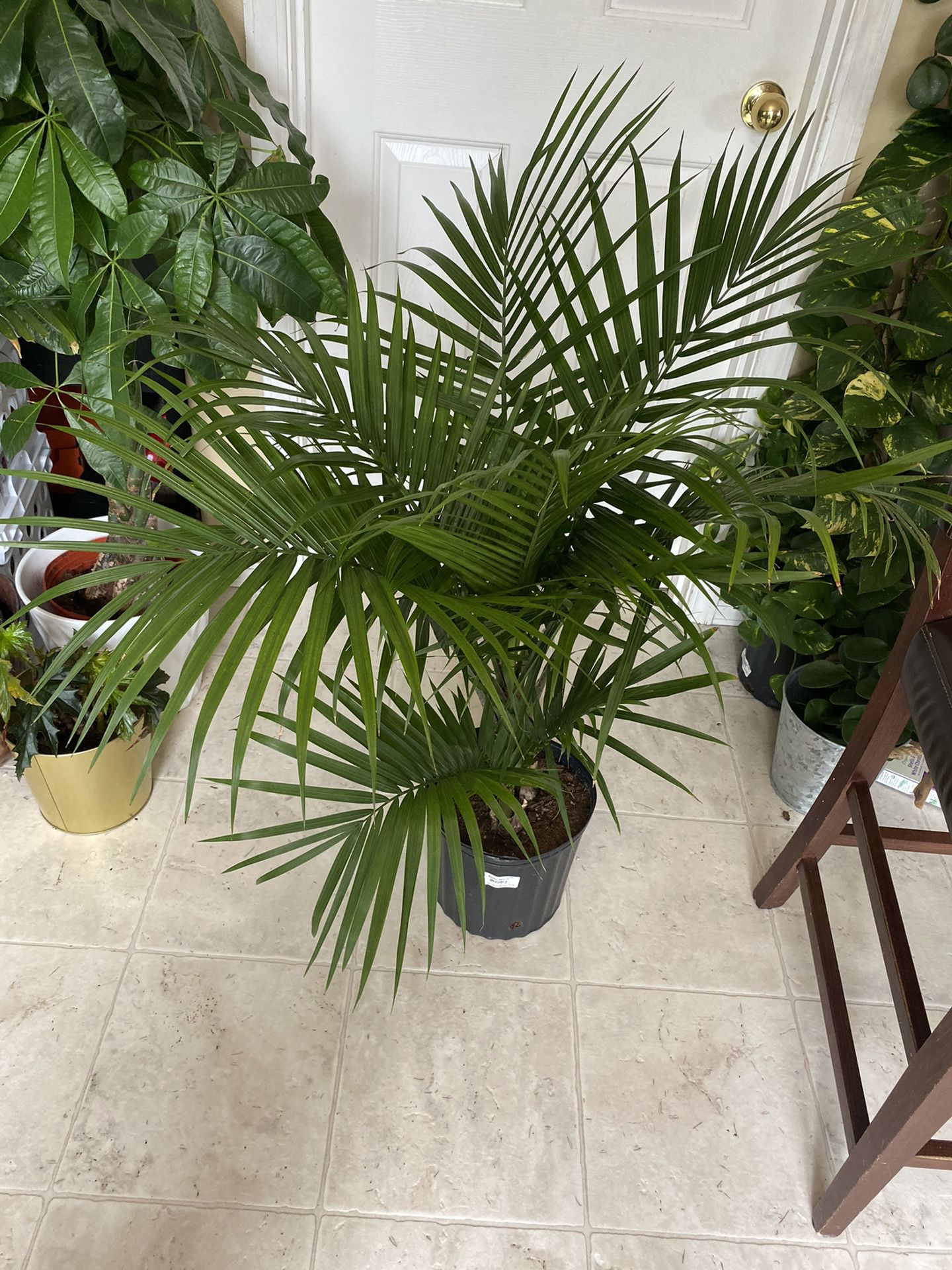Majesty palm plant live