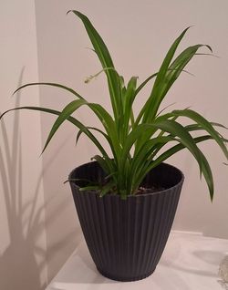 Well Rooted Thriving Houseplant In 8" New Blue Pot