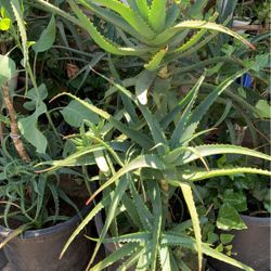 Aloe Vera Plants In Pot Decorative Green Easy To Care For Drought Resistant 