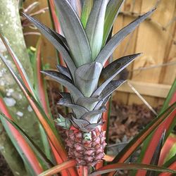 Ananus Lava Burst - Pineapple Plant 