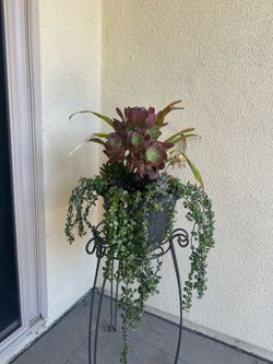 Assorted Succulent Plants