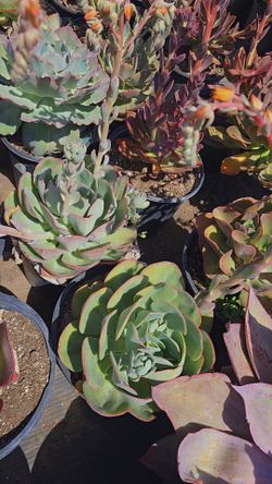 Echeverias